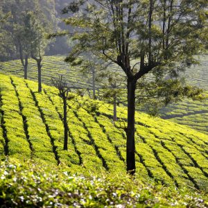 piantagione di tè a conoor in india