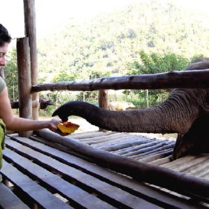 il progetto di recupero degli elefanti a chiang mai in thailandia