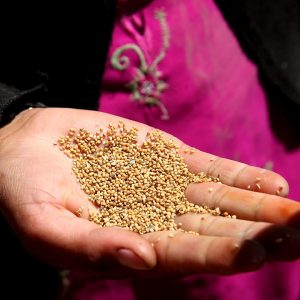 semi di cereali della banca dei semi