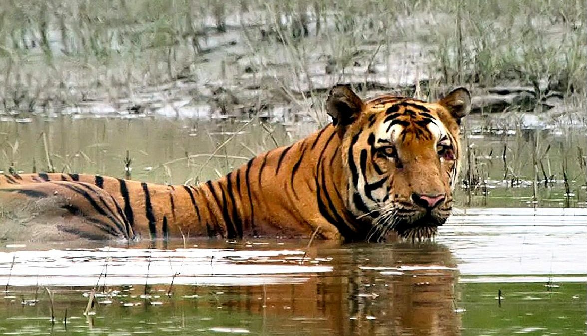 tigre nel parco di kaziranga nell'India del nord est