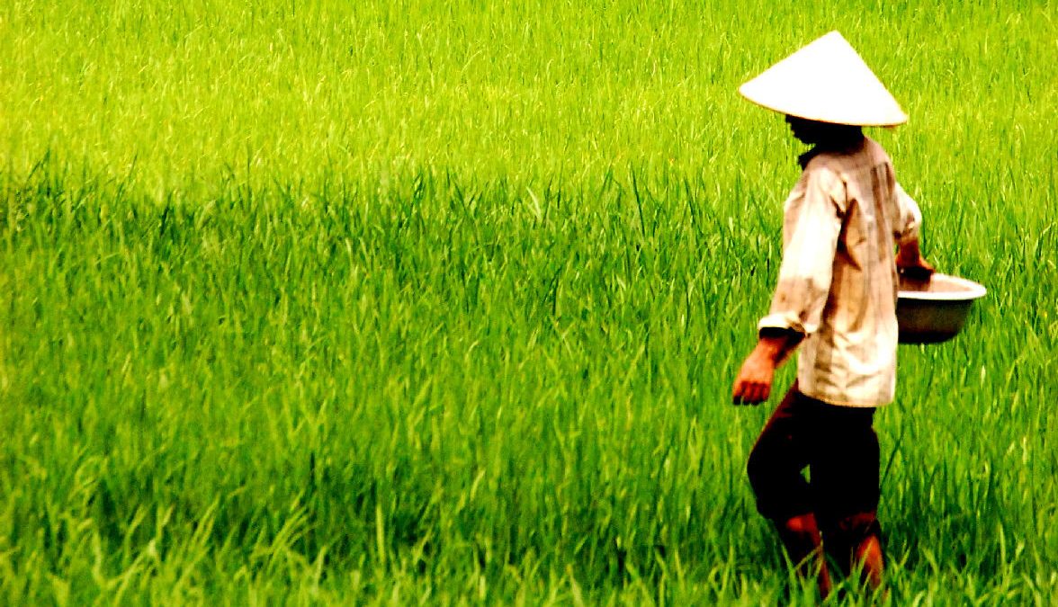 campo di riso vietnam