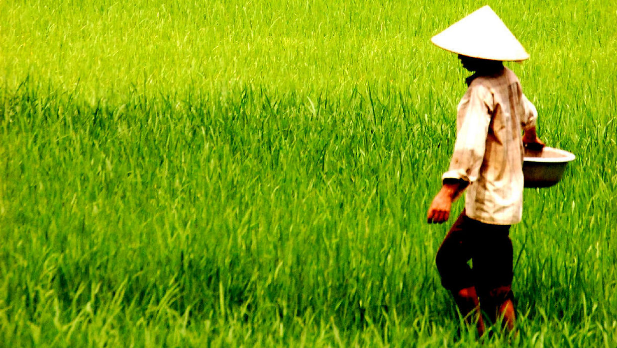 campo di riso in vietnam