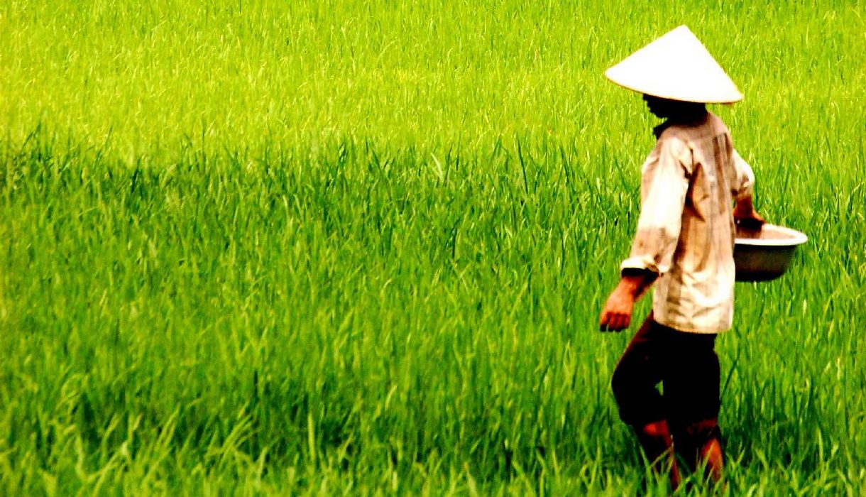 contadino vietnamita